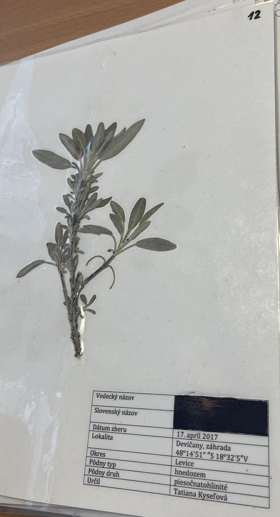Rastlina Salvia officinalis